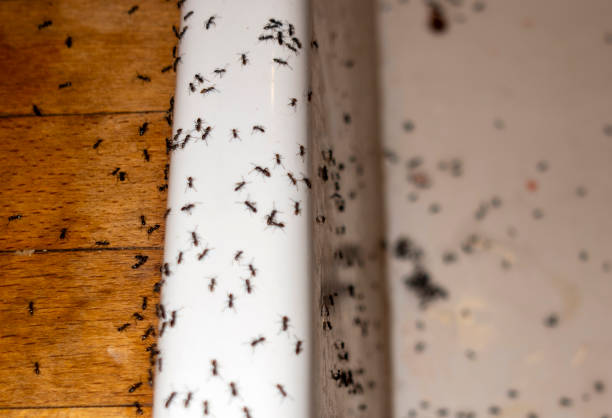 Best Local Pest Control Services  in Decatur, GA